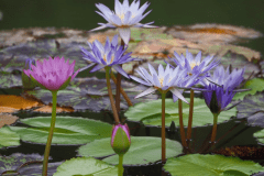 *【周辺観光/モネの庭】モネといえばの睡蓮は春から秋にかけてが見頃です。