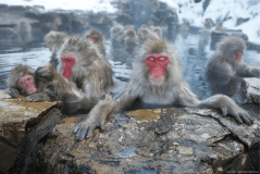 Jigokudani Snow Monkey Park Shuttle Plan!! 1 Night with 2 Meals 【Onsen】
