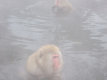 Special Offer/Breakfast + Dinner Included/Winter: Over 2nights and more