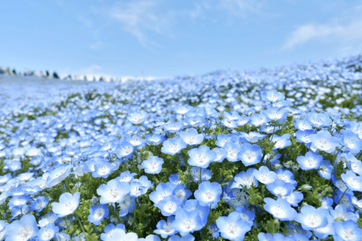 【久慈サンピア日立】周辺の観光◆国営ひたち海浜公園＊ネモフィラ（4月中旬頃）…車で約30分