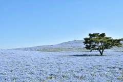 【久慈サンピア日立】＊プラン特典＊①レジャーシート付き！②お茶プレゼント！