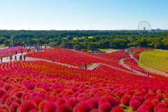 【久慈サンピア日立】*プラン特典*①レジャーシート付き!②お茶プレゼント! 【久慈サンピア日立】*プラン特典*①レジャーシート付き!②お茶プレゼント!
