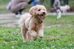 1日1組限定！ドッグコテージ（約70㎡）【愛犬同伴可】