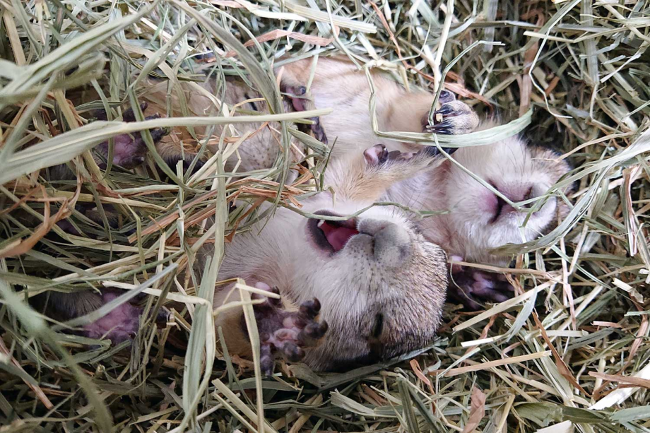 ◆◇◆家族旅行応援♪◆◇◆大森山動物園〜あきぎんオモリンの森〜入園券付宿泊プラン