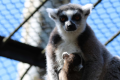 ◆◇◆家族旅行応援♪◆◇◆大森山動物園〜あきぎんオモリンの森〜入園券付宿泊プラン