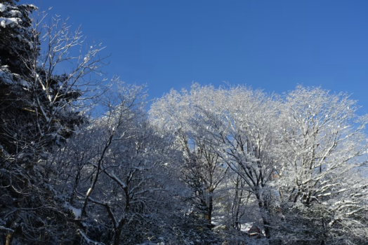 【一泊二食＆温泉つき】冬の味覚を堪能！牡丹鍋orビーフシチュー選べる夕食「ウィンタープラン」