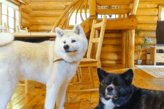 PUITA-プイタ-(愛犬同伴可)