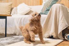 【愛犬と楽しむグランピング】＜1棟限定＞ペットOKのゲージ付きグランピングテント