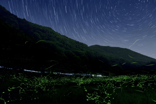 信州辰野ほたる祭り（辰野町提供）