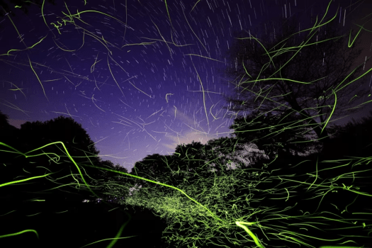 信州辰野ほたる祭り（辰野町提供）