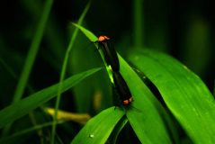 信州辰野ほたる祭り（辰野町提供）