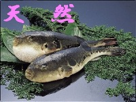 【ふぐ】豊潤な味のとらふぐを堪能！　河豚料理が選べる二食付きプラン