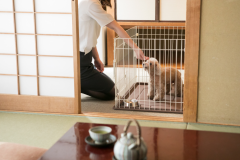【禁煙室】和 室 （ペット可）