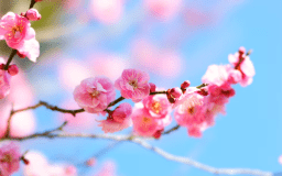 梅の宴イメージ画像