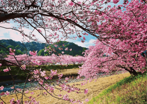 河津桜まつり 2/1-28（会場目の前）