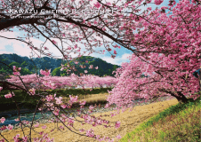 河津桜まつり 2/1-28（会場目の前）