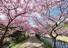 河津桜まつり 2/1-28（会場目の前）