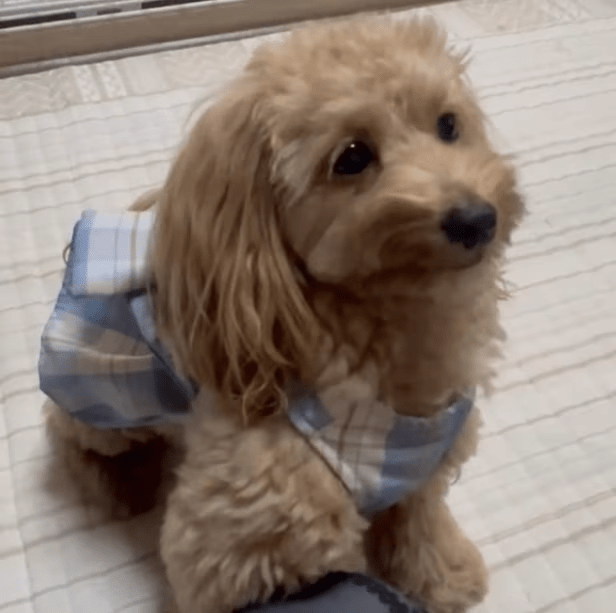若葉荘　犬