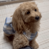 若葉荘　犬