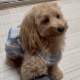 若葉荘　犬
