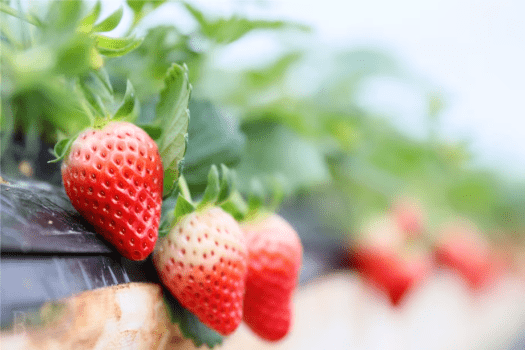 【春限定】SNS投稿で無料🎁いちご狩り体験付きの1泊2食付きプラン🍓甘酸っぱい苺を30分間食べ放題！＜1泊2食付き＞