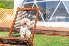 ＜NEW!!＞ドッグガーデンドーム【ドッグラン付き】