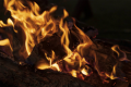 【1泊2食】«Precious Stay≫グランピングBBQプラン～富士山麓の大自然の中で美味旬菜をたのしむグルメグランピング～〔ふじ・ふもとの森〕