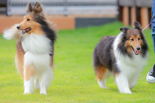 【愛犬連れ旅行応援！】 ≪Dog Only≫ ‘’最大20％OFF＋ワンちゃん用特典付‘’ 春の心地よい陽気の中、愛犬と共に楽しむお得なリトリートプラン～ワンちゃん用ケーキ、個室露天風呂etc