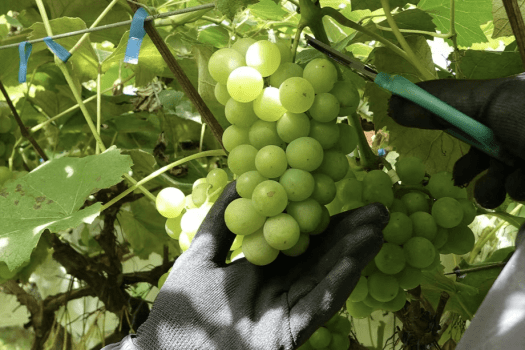 【五島ワイナリー】五島の自然や風土、そして島で受け継がれてきた文化を大切にしながら、この土地ならではのワインづくりを行う