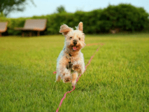 ワンちゃんも大はしゃぎ！広い芝生のドッグラン♪