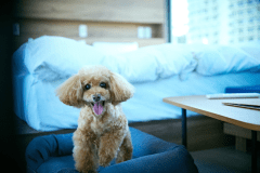 Standard SPACE-Z2【24.98㎡※テラス含む・定員2名・ドッグOK】