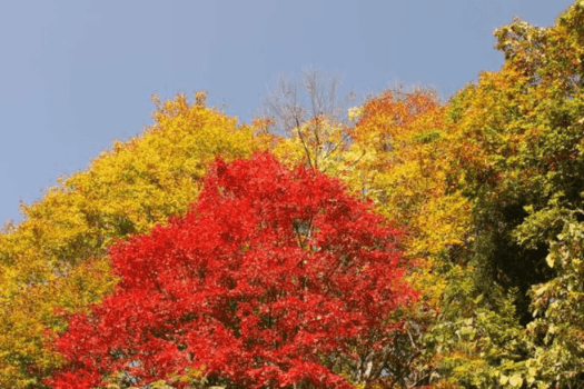 藤原ダム周辺の紅葉