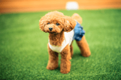 愛犬との特別な時間をごゆっくりとお過ごしくださいませ。