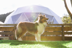 【ペット同伴可】ドッグドーム