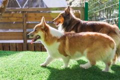 【小型・中型犬OK】露天風呂＋BBQデッキ付「離れVilla」