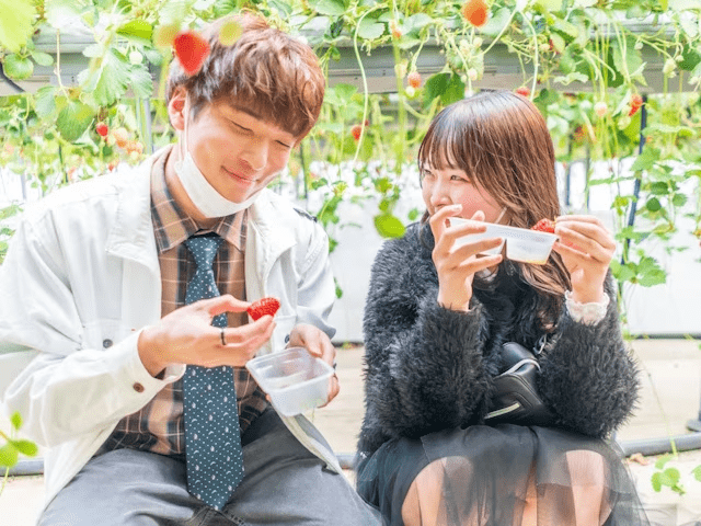 ［マイカー限定］いちご狩り60分食べ放題 | 春のいちご満喫ステイ