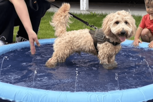 ＜Pet-Friendly＞■Dog Dome■