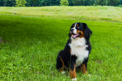 【デラックスヴィラ】130㎡・4ベッド＜ペットOK＞1棟貸切-専用天然温泉風呂-