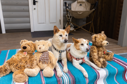 Flori　愛犬同伴宿泊