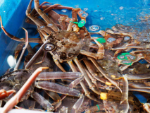 生簀には漁港から直送された活ガニが泳ぐ 生簀には漁港から直送された活ガニが泳ぐ