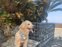 ＜ペット/素泊り＞ワンちゃんと過ごす贅沢時間！夕日も海もみえる屋外ジャグジー付き