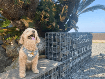 ＜ペット/素泊り＞専用BBQガスグリル付！お好みの食材を持ち込んで愛犬と一緒にグランピング