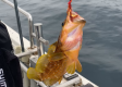 ＜釣り船/素泊り＞越前海岸で過ごす夏休み！アクティビティ充実！漁船貸切での豪華海釣り体験と鮮魚ランチ