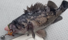 ＜釣り船/素泊り＞越前海岸で過ごす夏休み！アクティビティ充実！漁船貸切での豪華海釣り体験と鮮魚ランチ