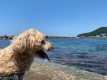 ＜ペット/２食付＞愛犬とともに大満喫！海まで5秒の貸別荘で地元食材の贅沢BBQと海景ジャグジー