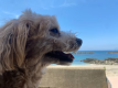 ＜ペット/２食付＞愛犬とともに大満喫！海まで5秒の貸別荘で地元食材の贅沢BBQと海景ジャグジー
