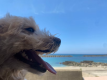 ＜ペット/素泊り＞専用BBQガスグリル付！お好みの食材を持ち込んで愛犬と一緒にグランピング