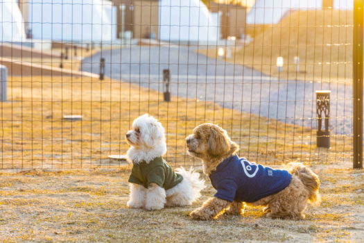 【犬同伴可能】日向ヴィレッジ　グランピングドーム