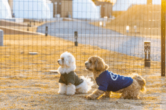 [Pets allowed (only dogs)] glamping dome