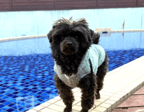 プレミアム ドッグ スイート-Premium Dog Suite-【愛犬同伴可】